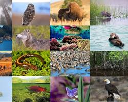 Biodiversity